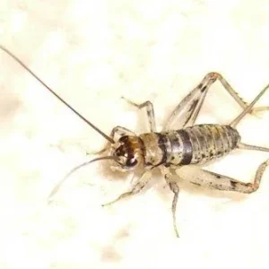 Feeder - Crickets Banded