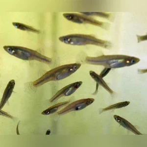 Feeder variatus 50 pack