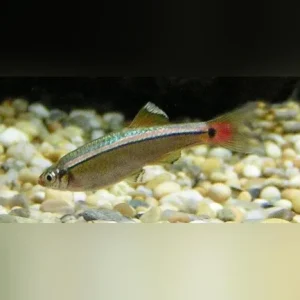 Feeder White Cloud Minnows 100 pack