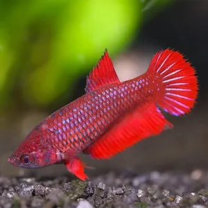 Female Betta (Betta splendens), Tank-Bred