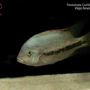Fenestrata Cichlid "Las Playas"