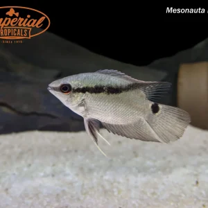 Festivum/Flag Cichlid (Mesonauta insignis)