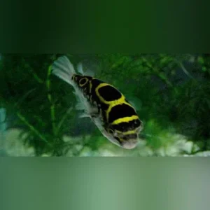 Figure 8 Puffer