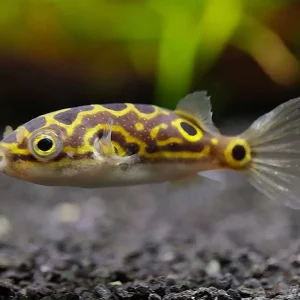 Figure 8 Puffer (Dichotomyctere ocellatus)