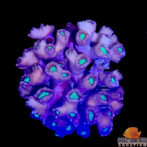 Fiji - Caulustrea Md