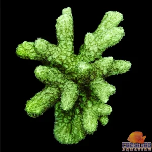 Fiji - Hydnophora Branching Md
