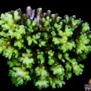 Fiji - Pocillopora Damicornis Green Md