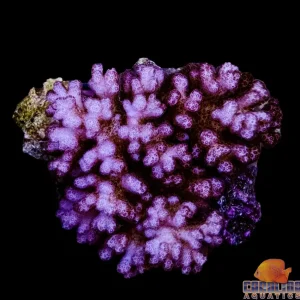 Fiji - Pocillopora Damicornis Pink