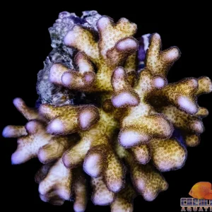 Fiji - Stylophora Pink