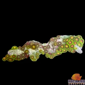 Fiji - Zoanthid Lg