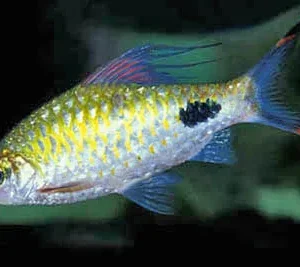 Filamentosa Barb