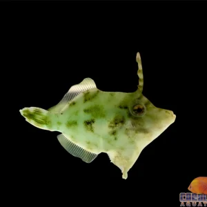 Filefish - Green (eats majanos)