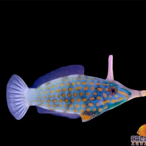 Filefish - Orange Spotted
