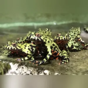 Fire Belly Toad