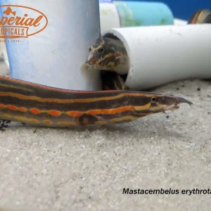 Fire Eel