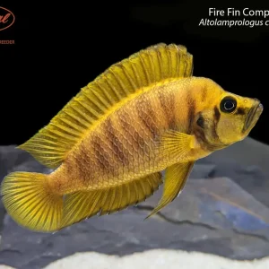Fire Fin Compressiceps