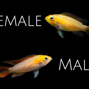 Fire Red Agassizi's Dwarf Cichlid (Apistogramma cf. agassizii) - TANK-BRED!!!