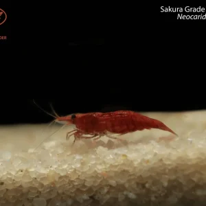 Fire Red Shrimp