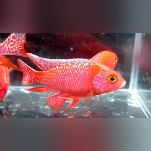 Firefish Cichlid