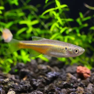 Fireline Danio (Devario sondhii)