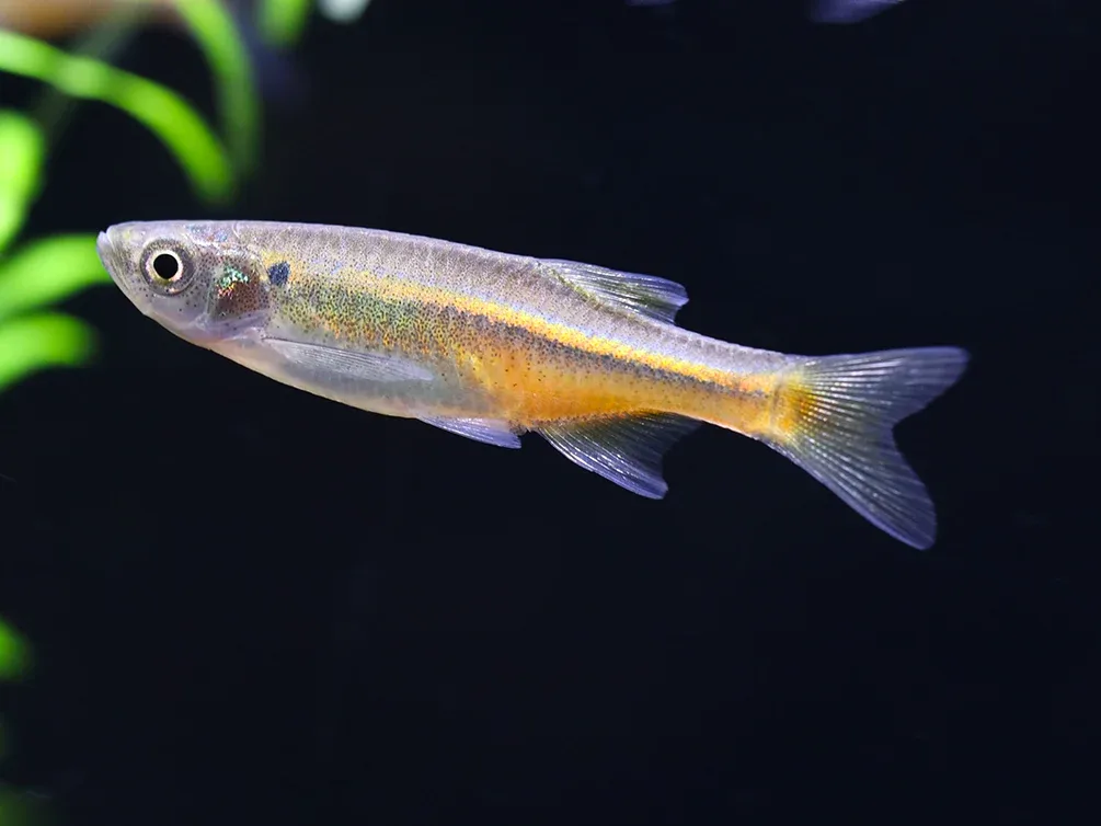 Fireline Danio (Devario sondhii) - Image 2
