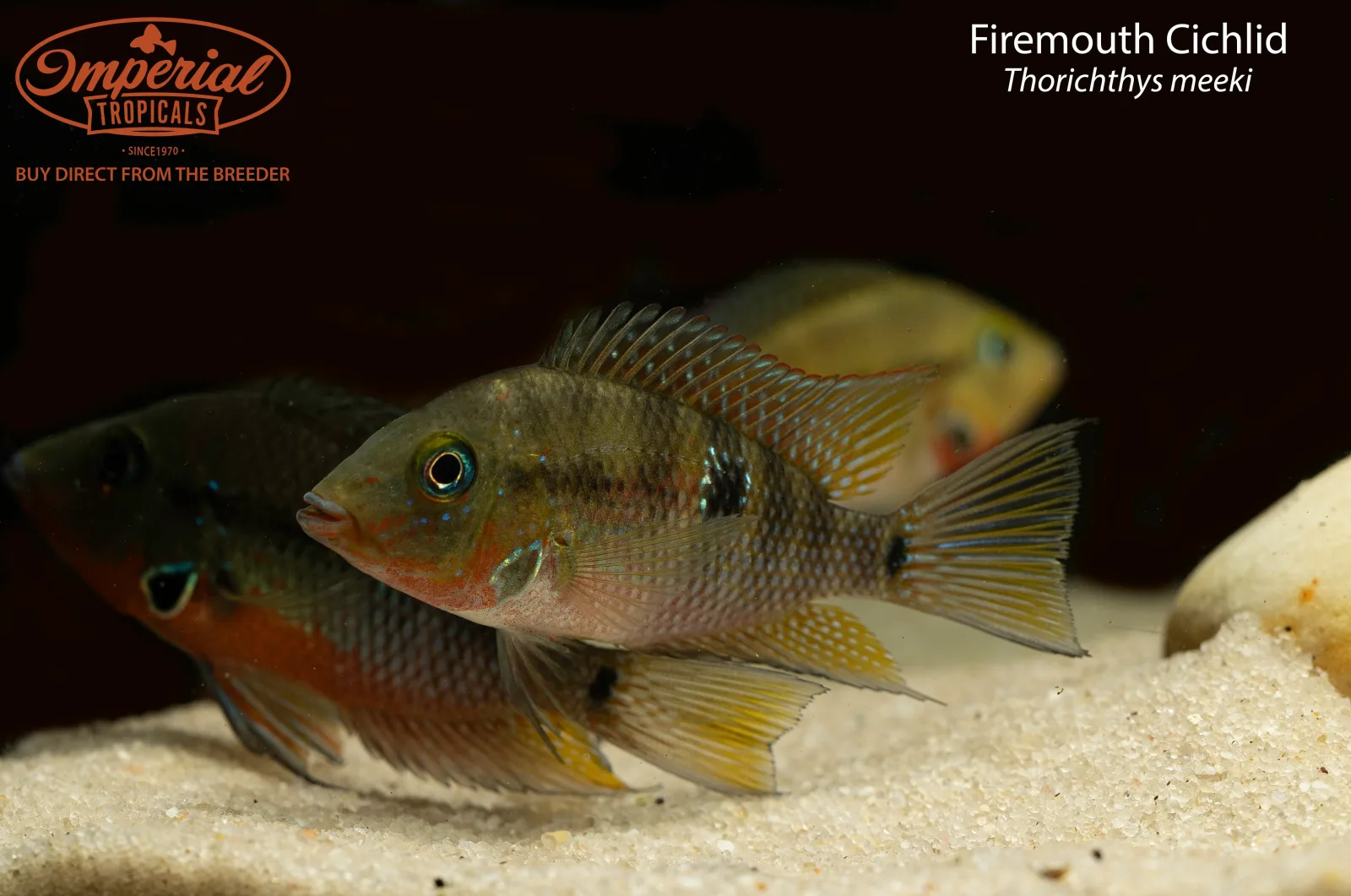 Firemouth Cichlid - Image 2