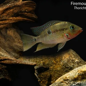 Firemouth Cichlid