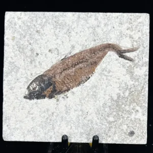 Fish Fossil - Knightia Eoceana