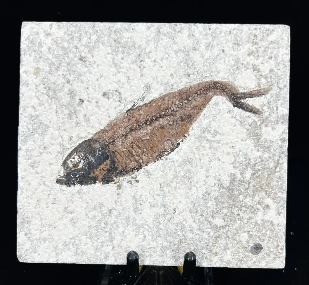 Fish Fossil - Knightia Eoceana