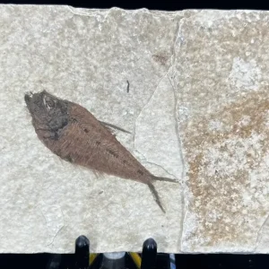 Fish Fossil - Knightia Eoceana