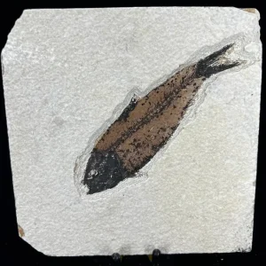 Fish Fossil - Knightia Eoceana