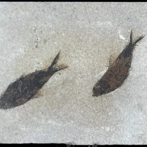 Fish Fossil - Knightia Eoceana