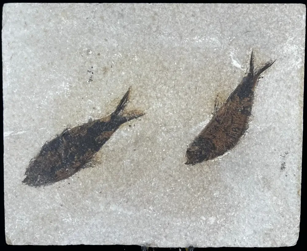 Fish Fossil - Knightia Eoceana