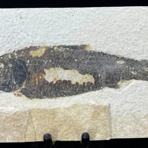 Fish Fossil - Knightia Eoceana