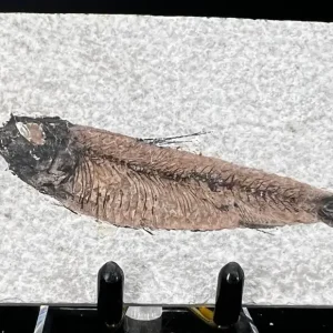 Fish Fossil - Knightia Eoceana