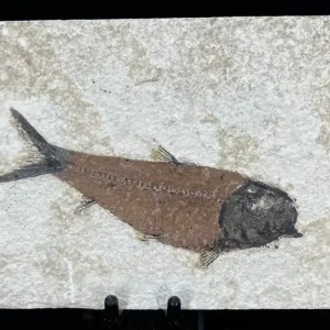 Fish Fossil - Knightia Eoceana