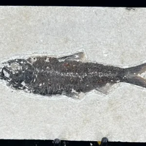 Fish Fossil - Knightia Eoceana