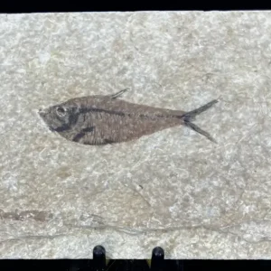 Fish Fossil - Knightia Eoceana