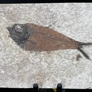 Fish Fossil - Knightia Eoceana