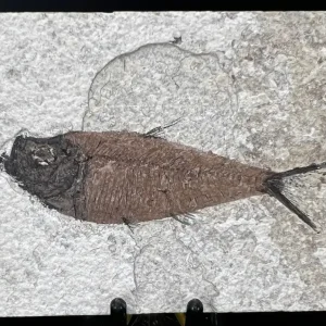 Fish Fossil - Knightia Eoceana