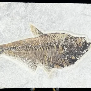 Fish Fossil - Knightia Eoceana