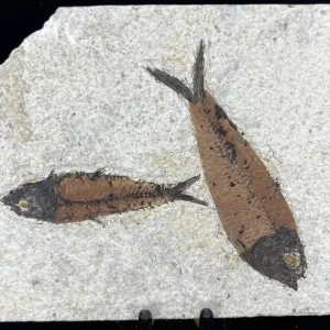 Fish Fossil - Knightia Eoceana
