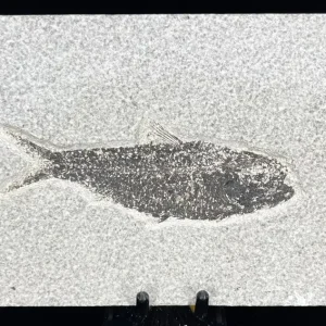 Fish Fossil - Knightia Eoceana