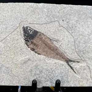 Fish Fossil - Knightia Eoceana