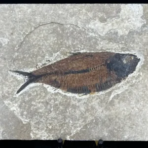 Fish Fossil - Knightia Eoceana
