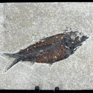 Fish Fossil - Knightia Eoceana