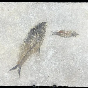 Fish Fossil - Knightia Eoceana