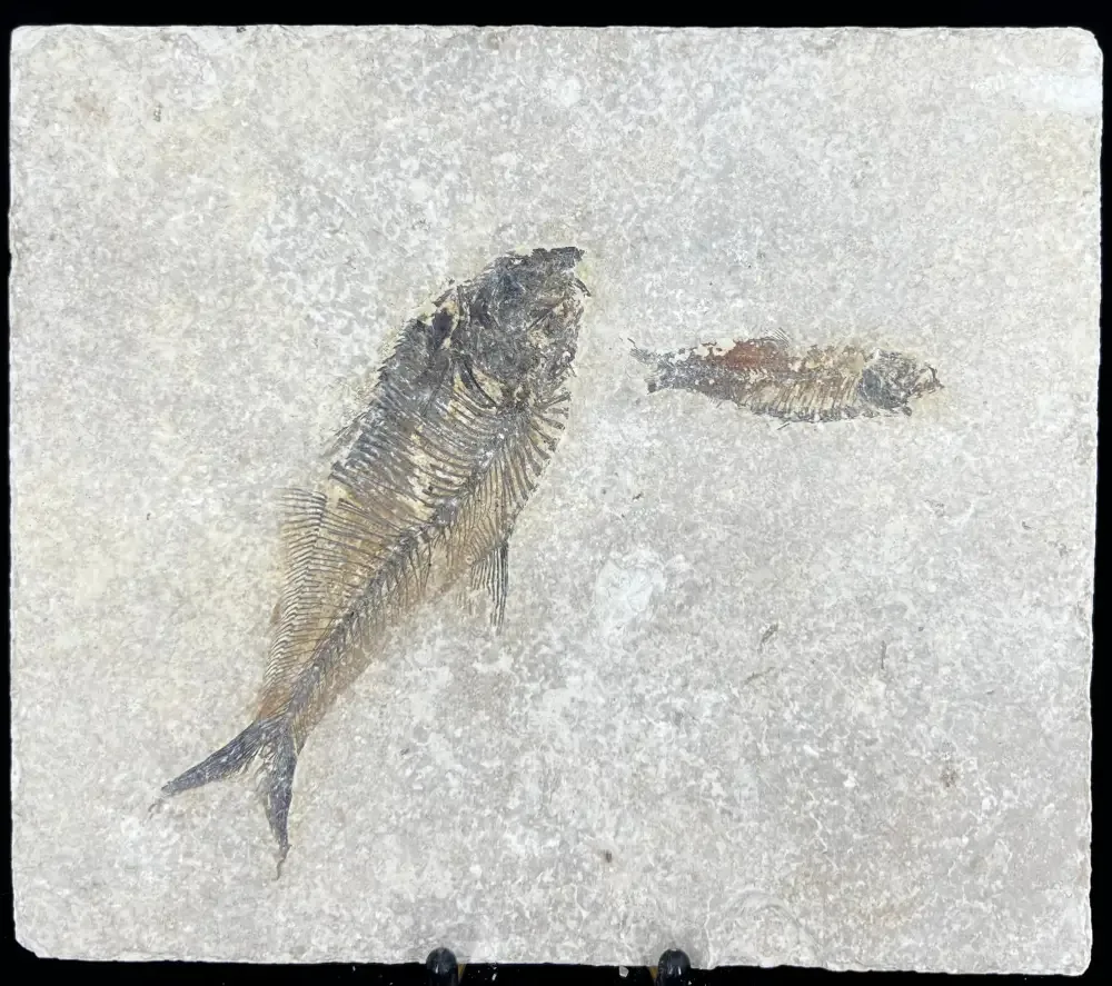 Fish Fossil - Knightia Eoceana