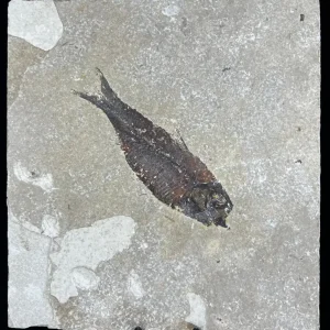 Fish Fossil - Knightia Eoceana