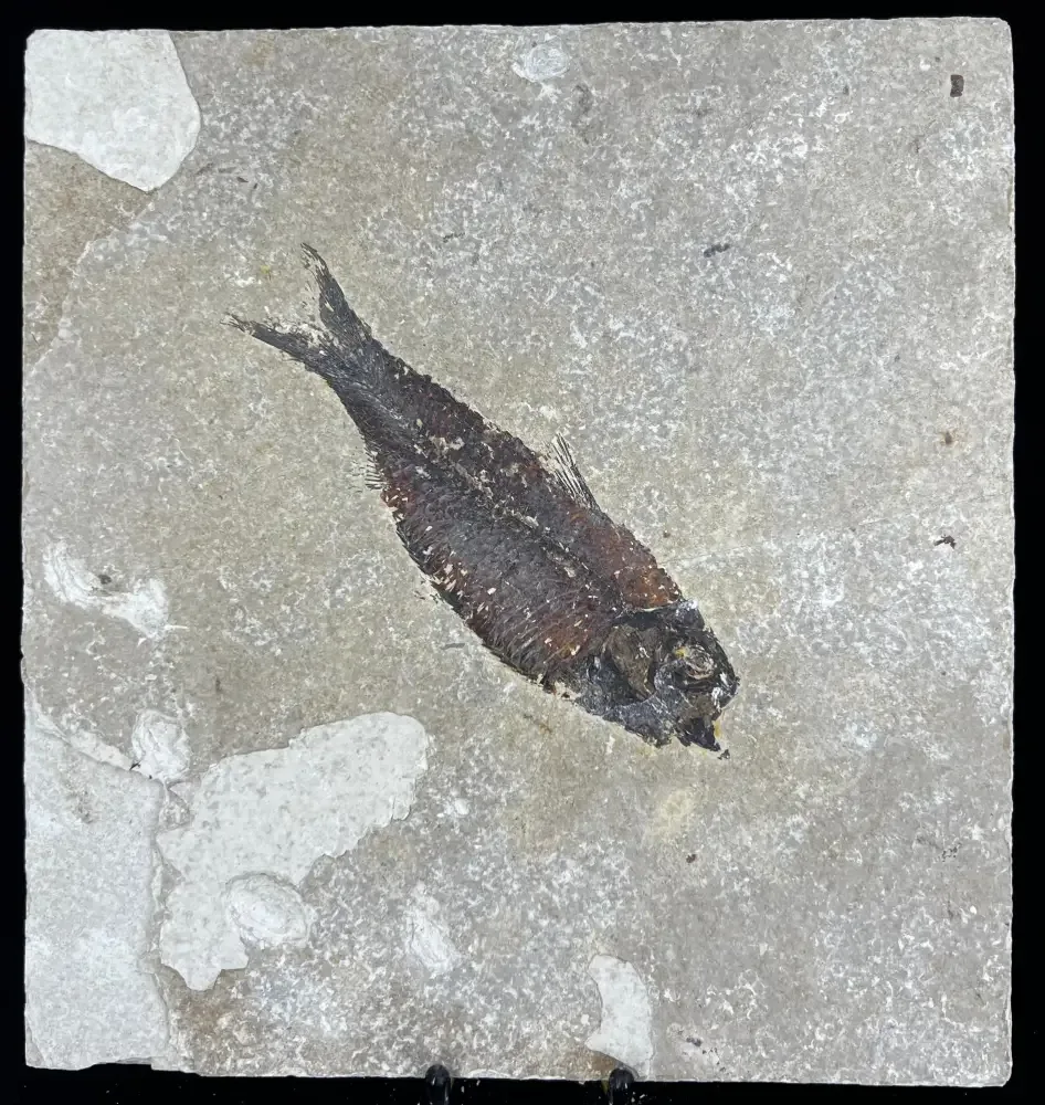 Fish Fossil - Knightia Eoceana